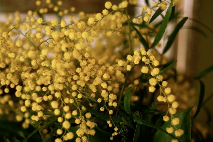 mimosa1.JPG