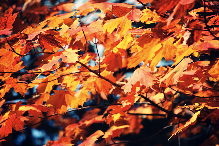 orange_effected.png