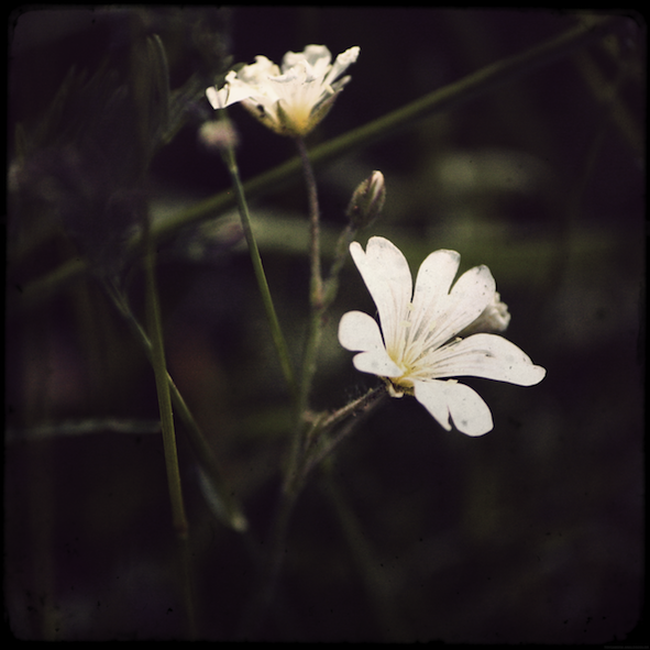 petitesfleurs1_effected.png