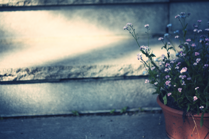 petitesfleurs_effected.png