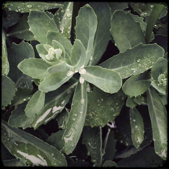 pluieplante_effected.png