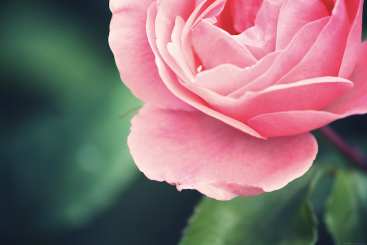 rosegoutte_effected.png