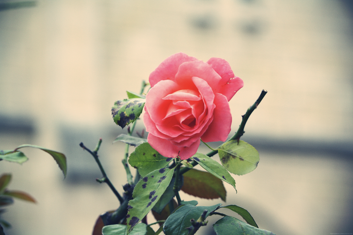 roserose_effected.png
