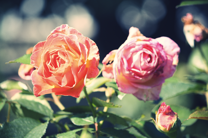 rosesorangesrose_effected.png