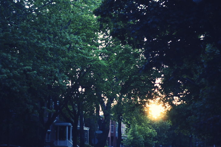 soleilfeuilles_effected.png