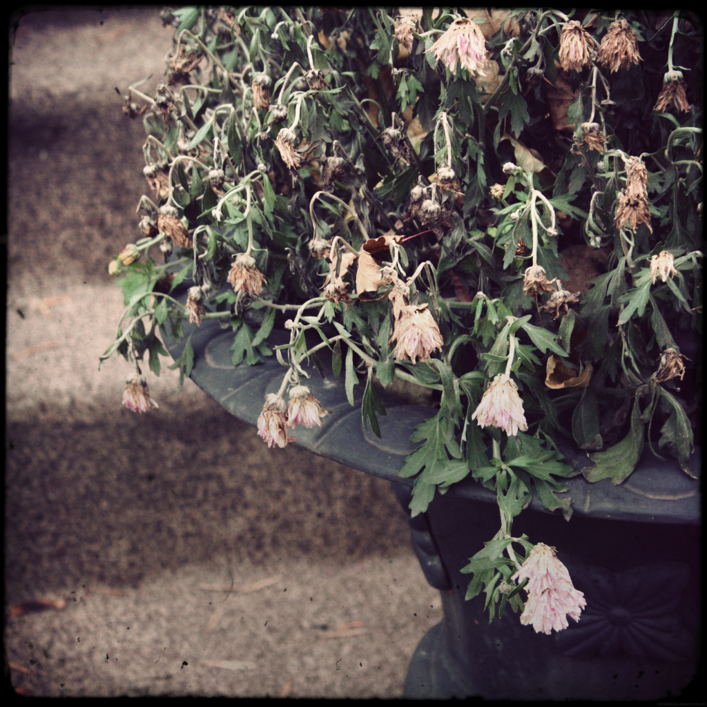 fleursgelees_effected