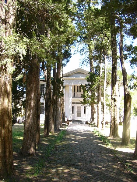 06 rowan oak.JPG