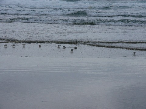 sandpipers2.JPG