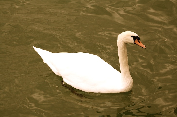 cygne.JPG