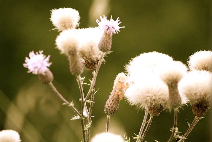 fleurs chatons.JPG