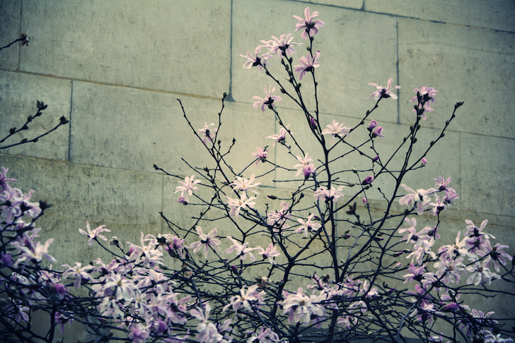 fleursroses_effected.png