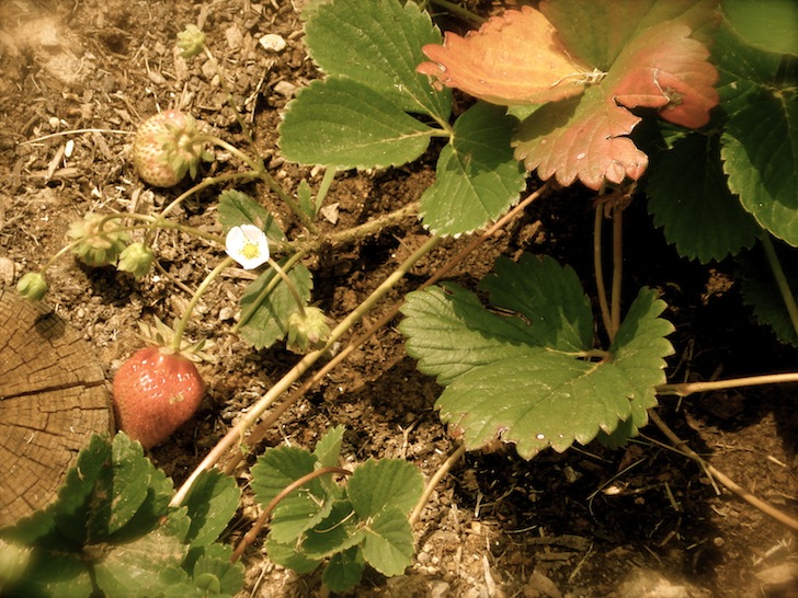 fraises.JPG