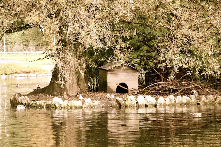 maison canards.JPG