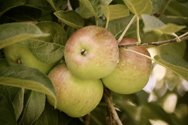 pommes eau.JPG