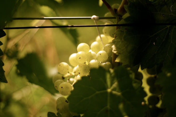 raisin vert soleil.JPG