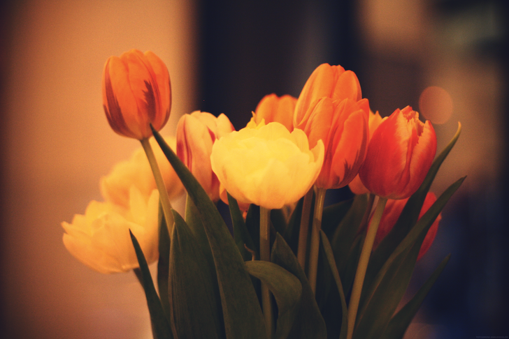tulipesles5_effected.png